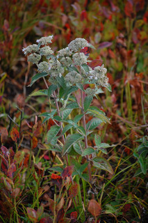 Pycnanthemum incanum, Hoary Mountain Mint