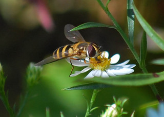 Syrphus ribesii, Flower Fly