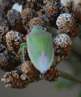 Acrosternum hilare, Green Stink Bug