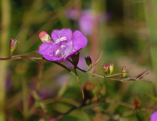Agalinis purpurea, Smooth Gerardia