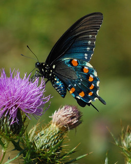 Battus philenor, Pipevine Swallowtail