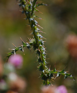 Carduus acanthoides, Curly Thistle