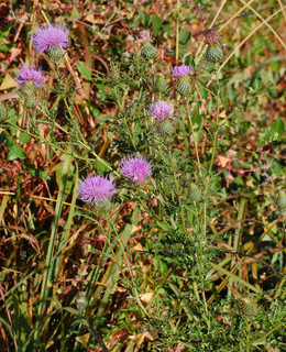 Cirsium discolor, Field Thistle