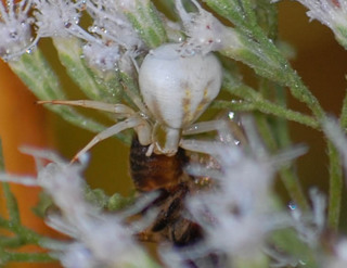 Misumena vatia, Goldenrod Crab Spider, female