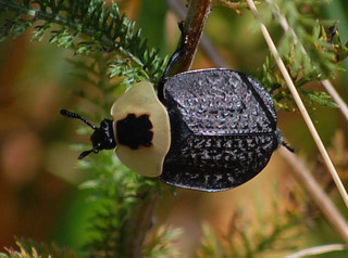 Necrophila americana, Carrion Beetle