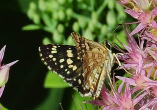 Pyrgus communis, Common Checkered Skipper