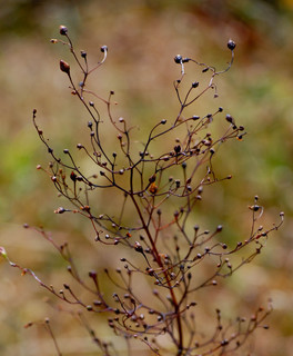 Scrophularia lanceolata, Hare Figwort