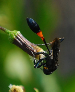 Ammophila nigricans, Black Thread-waisted Wasp