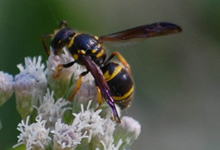 Ancistrocerus campestris, Rural Mason Wasp