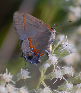 Calycopis cecrops, Red-banded Hairstreak