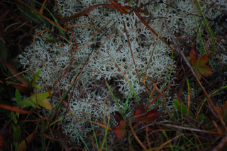 Cladina rangiferina, Reindeer Moss Lichen