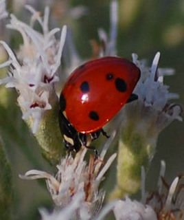 Coccinella septempunctata, Seven-spotted Lady Beetle