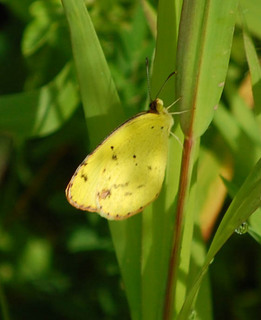 Eurema lisa, Little Yellow