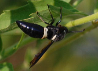 Monobia quadridens, One-band Mason Wasp