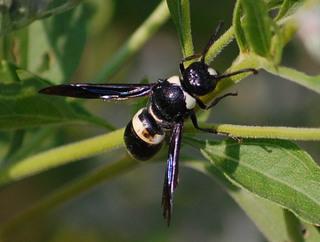 Monobia quadridens, One-band Mason Wasp