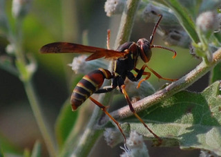 Polistes dorsalis, Paper Wasp
