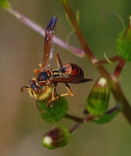 Polistes fuscatus, Northern Paper Wasp, male