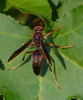 Polistes metricus, Metric Paper Wasp, male