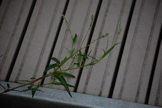 Polygonum hydropiper, Common Smartweed