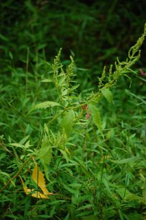 Chenopodium ambrosioides, Mexican-tea