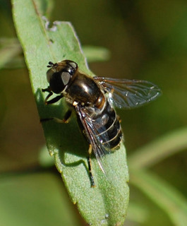 Eristalis dimidiatus, E. hirta Flower Fly