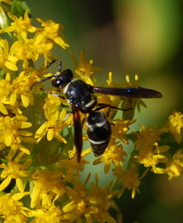 Euodynerus, mason wasp