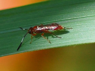 Ischnus inquisitorius, Female Cryptinid Wasp