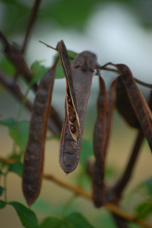 Robinia pseudoacacia, Black Locust Pods