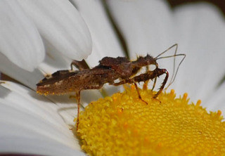 Acholla multispinosa, Assassin Bug