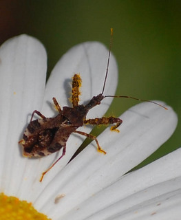 Acholla multispinosa, Assassin Bug