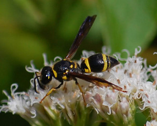 Ancistrocerus campestris, Rural Mason Wasp