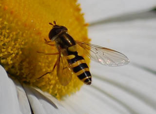Epistrophe grossulariae, Syrphid Fly