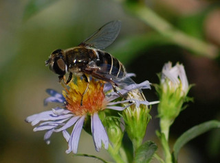 Eristalis dimidiatus, Eristalis hirta Flower Fly