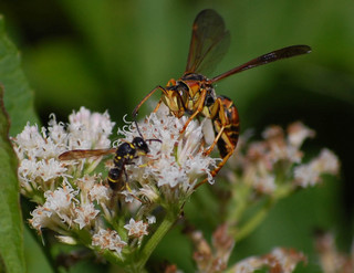 Polistes fuscatus, Male Paper Wasp