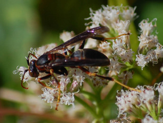 Polistes metricus, Male- Metric Paper Wasp