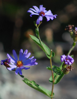 Symphyotrichum patens, Clasping Aster Late Purple Aster