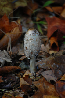Coprinus comatus, Shaggy Mane Mushroom