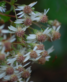 Eurybia divaricata, Aster divaricatus- White Wood Aster