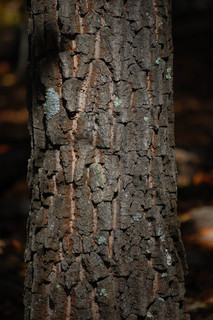 Quercus prinus, Chestnut Oak