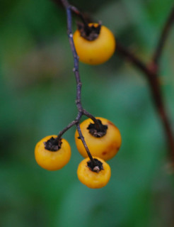 Solanum carolinense, Horse-nettle