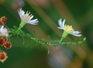 Symphyotrichum racemosum, Aster vimineus var. racemosum- Small White Aster