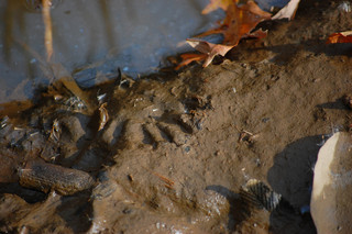 Castor canadensis, Beaver Tracks