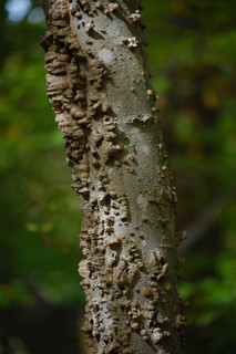 Celtis occidentalis, Hackberry bark