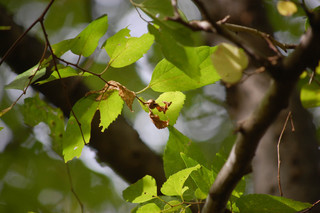 Celtis occidentalis, Hackberry leaves