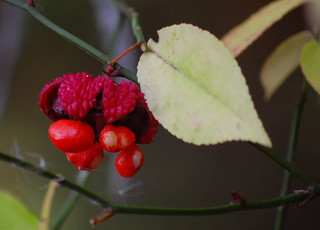 Euonymus americanus, Strawberry Bush Hearts-a-bursting