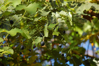 Menispermum canadense, Moonseed Vine