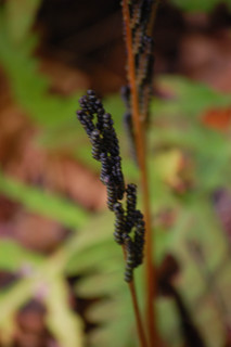 Onoclea sensibilis, Sensitive Fern Fertie stalk