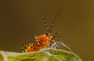 Pselliopus barberi, Assassin Bug