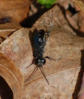 Xiphydria tibialis, Wood Wasp male