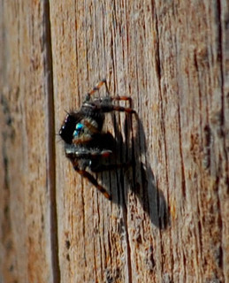 Attidops youngi, Jumping Spider